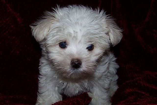 A Maltese puppy